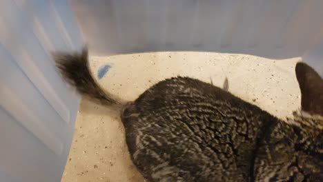 linda mascota adulta chinchilla tomando un baño de arena