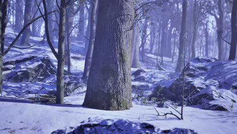 winter landscape with tall trees and snow covered ground in a serene forest