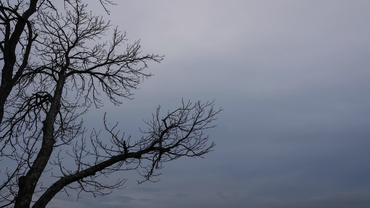 구름 인 겨울 하늘 을 배경 으로 잎 이 없는 나무 가지 의 실루