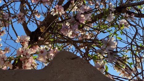 Spring-Apple-Blossom-Bloom-Over-the-Mudbrick-Adobe-Wall-in-a-Remote-Village-in-Iran-Yazd-Mobarakeh-Cham-Cypress-tree-in-the-Sunset-Time---Zoroastrian-People-Live-Here-with-Holy-Fire-Temple-in-the-Town