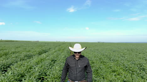 agrónomo inspeccionando los cultivos de soja que crecen en el campo agrícola