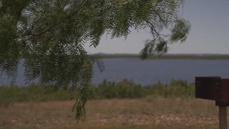 mesquite tree swaying the breeze