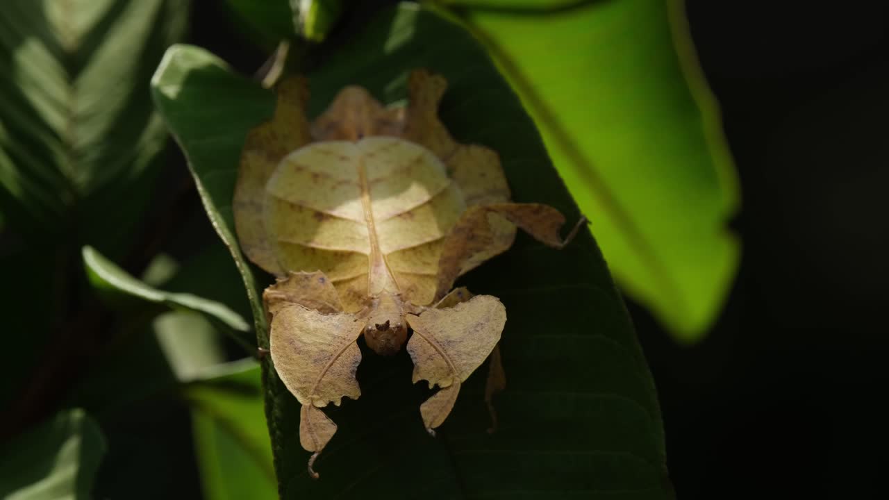 insecto de hoja javanés, phyllium pulchrifolium, hembra, forma amarilla, imágenes de 4k
