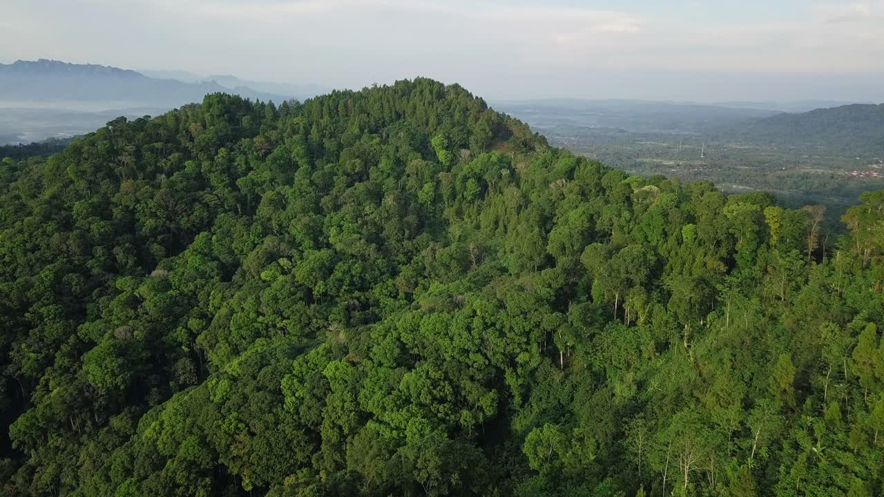grandes árboles que crecen en la montaña de asia rodeados de paisajes tropicales en verano - toma aérea de drones