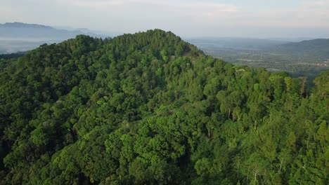 Große-Bäume,-Die-Im-Sommer-Auf-Einem-Berg-Asiens-Wachsen,-Umgeben-Von-Tropischer-Landschaft---Drohnenaufnahme-Aus-Der-Luft