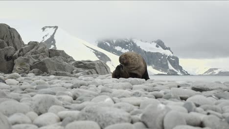 super slow motion shot of seal scratching himself