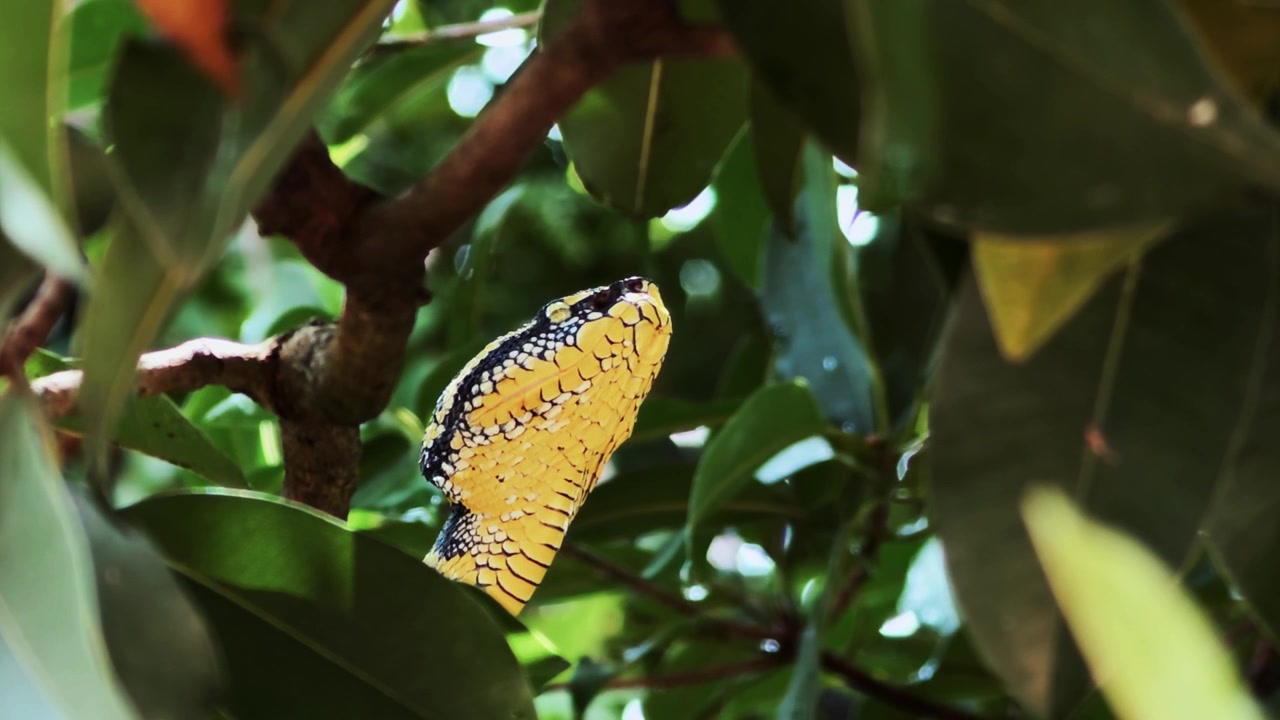 Inquadratura statica ravvicinata dal basso di una vipera di Wagler che mostra il suo ventre giallo distintamente disegnato, la testa triangolare e le fossette termorecettrici, mentre riposa sotto le foglie degli alberi.