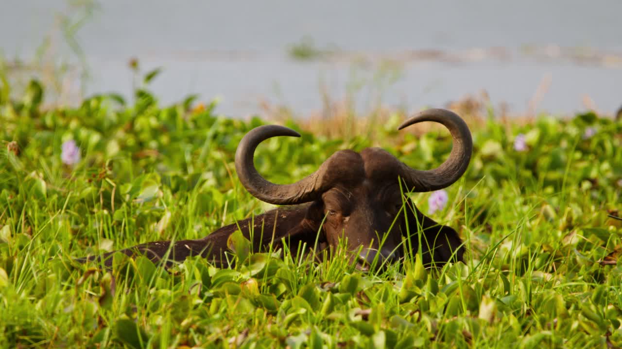 An African buffalo (Syncerus caffer) lies hidden among tall green grass and water plants by a riverbank in Murchison Falls, Uganda, as wind gently stirs the vegetation, slow motion captured.