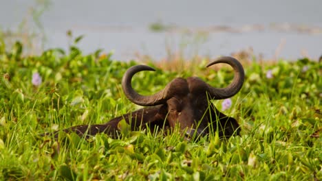 an african buffalo (syncerus caffer) lies hidden among tall green grass and water plants by a riverbank in murchison falls, uganda, as wind gently stirs the vegetation, slow motion captured.