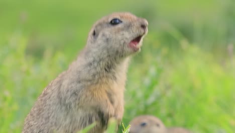 Das-Kaukasische-Berghörnchen-Oder-Elbrus-Ziesel-(Spermophilus-Musicus)-Ist-Ein-Nagetier-Aus-Der-Gattung-Der-Ziesel.