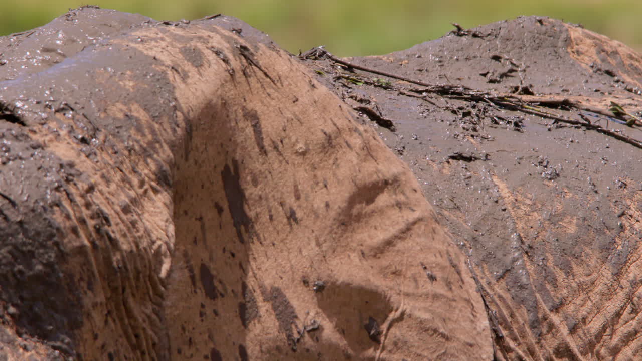 Elefanti africani di savana con la schiena coperta di acqua fangosa