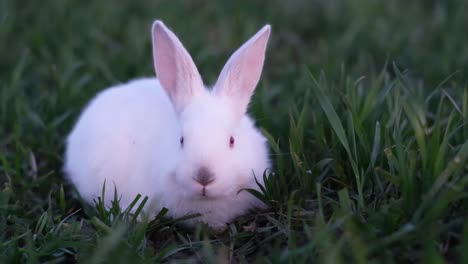 cute white rabbit in green grass