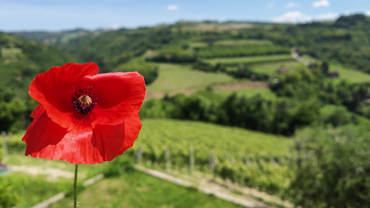 Un singolo fiore di papavero rosso ondeggia nella brezza contro uno sfondo sfocato di paesaggio vigneto.