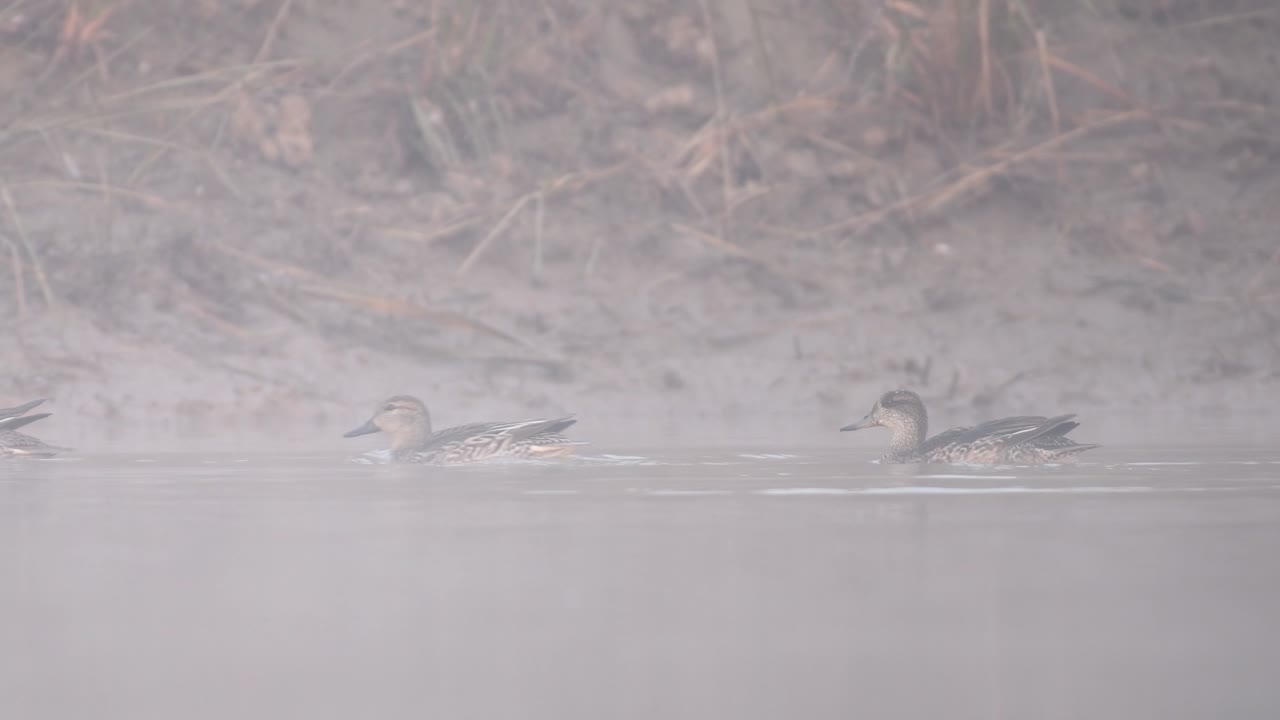 유라시아 티알 (eurasian teal) 은 오리 종으로 습지에서 살며 식물과 곤충을 먹는다.