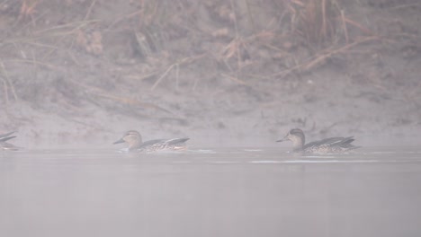 유라시아 티알 (eurasian teal) 은 오리 종으로 습지에서 살며 식물과 곤충을 먹는다.