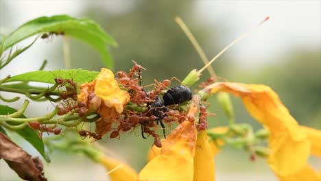 이 노란 꽃에서 꿀을 수확하는 동안 벌을 산 채로 먹는 붉은 개미