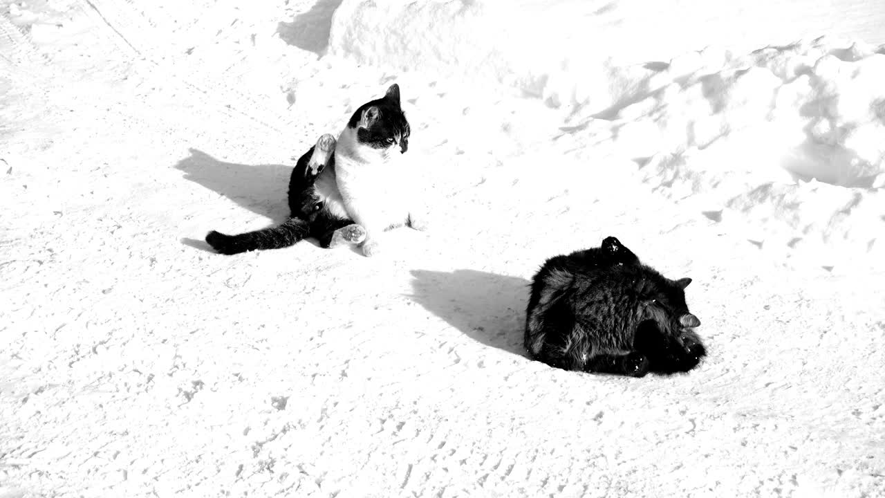 gatos en la nieve. disparar en el invierno.