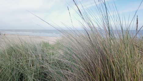 dune grasses move in sea breeze at southwold coastal beach, close -up