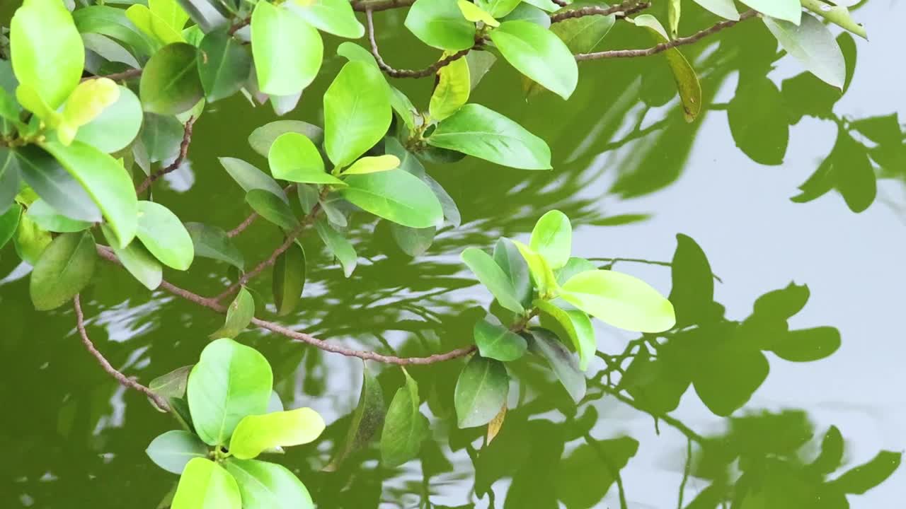 Green Leaves Reflecting on Water