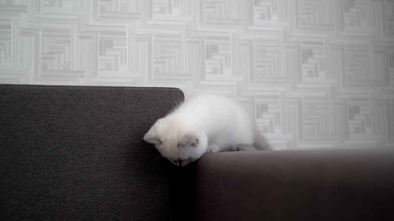 Cute cat relaxing on sofa. Cat resting on the sofa in the living room