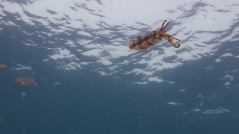 Single-Bigfin-Reef-Squid-Raises-Arms-Tentacles-as-Warning,-Shoots-Away