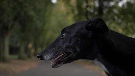 Perro-Galgo-Jadeando-En-Otoño-Parque-Fondo-Retrato-Lado-Tiro