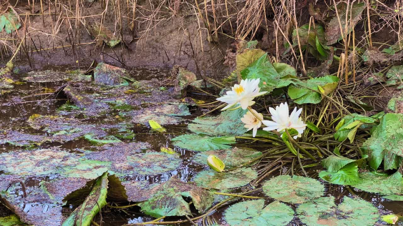 Beautiful white water lilies (Nymphaea alba) blooming gracefully in a shallow muddy pond surrounded by green floating leaves