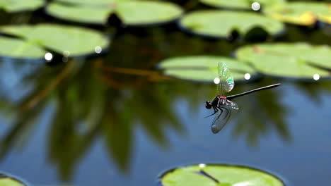 dragonfly in a pond with lily pads