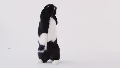 miniature black and white flop eared rabbit standing on hind legs against white background