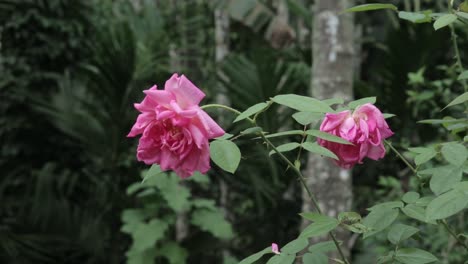 primer plano de cardán de rosas rosadas en la naturaleza