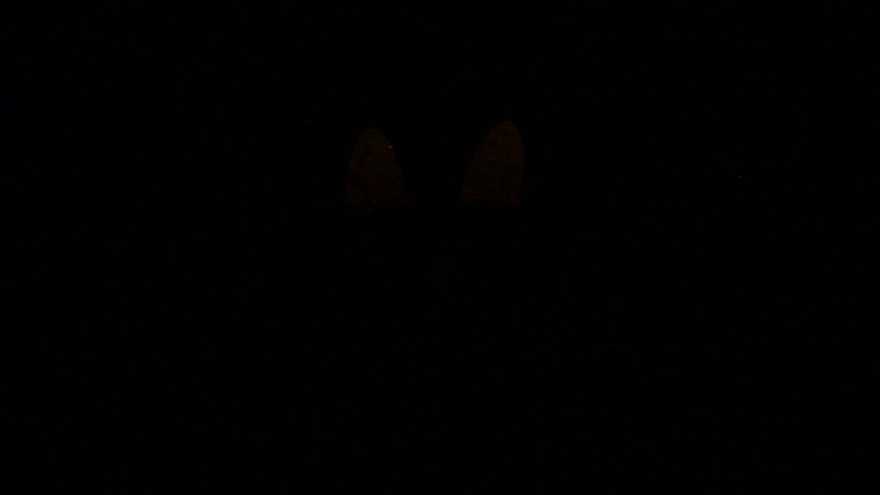 silueta alta de jack o linterna con luz estroboscópica de calabaza centrada en halloween