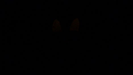 silueta alta de jack o linterna con luz estroboscópica de calabaza centrada en halloween