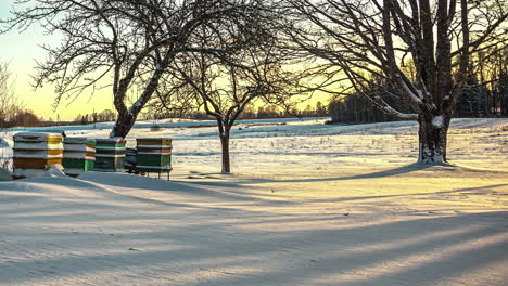 sombras de árvores espalhadas pela paisagem coberta de neve ao lado de campos e caixas de colmeia