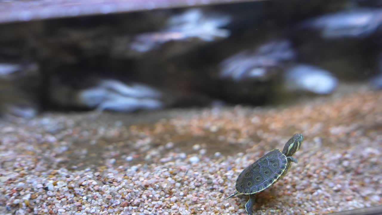 아쿠아리움에 있는 새끼 거북이