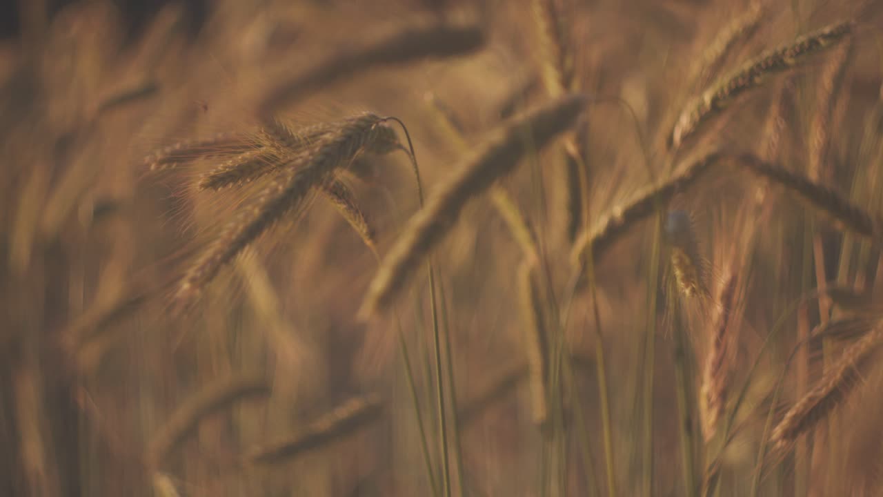 A golden field of corn moving in the wind on a sunny day in Devon, UK