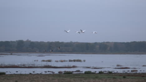 cisnes volando temprano en la mañana fría