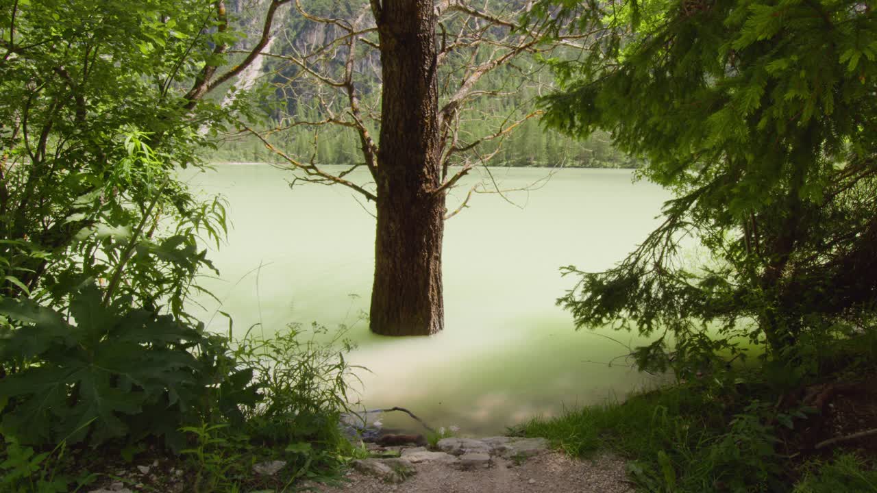 이탈리아 돌로미트 호수 에서 자라는 나무