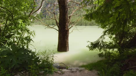 tree growing in italian dolomites lake