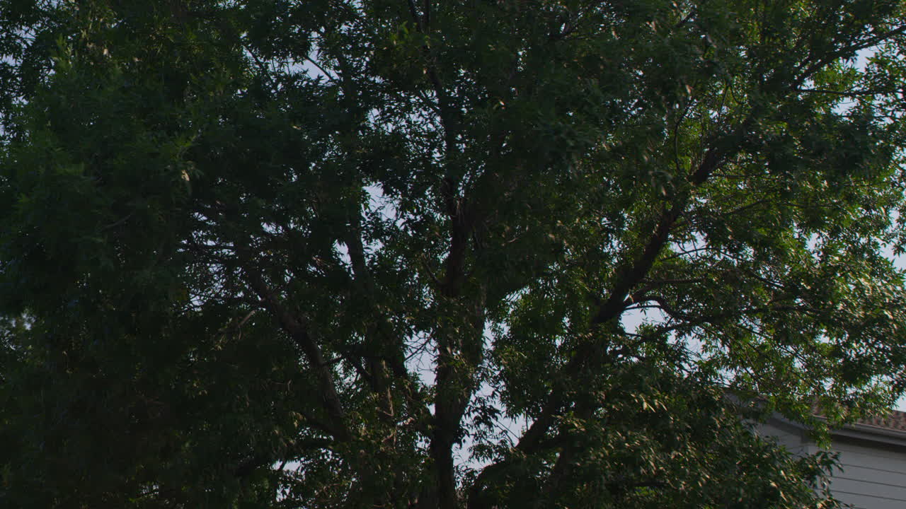 Tracking shot of sunshine peeking through tree branches