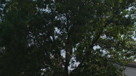 foto de seguimiento de la luz del sol asomándose a través de las ramas de los árboles