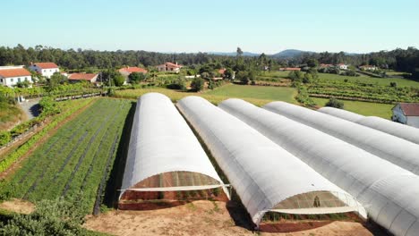 vineyard in portugal