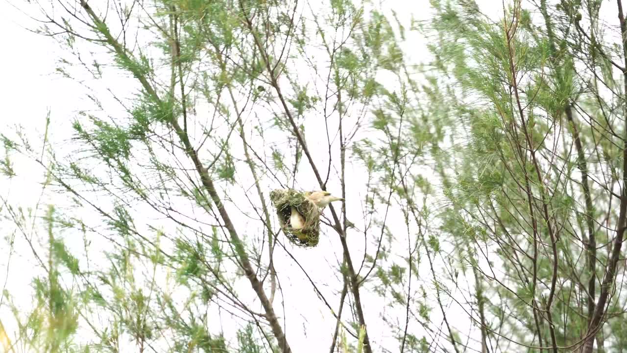 streaked weaver bird or indonesian manyar bird in the nest on the tree