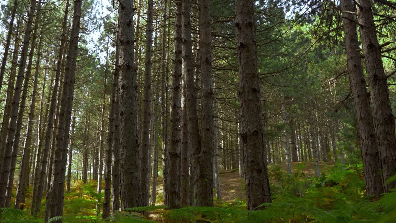Camminando sotto le felci sul fondo della foresta con pini al mattino