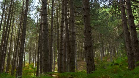 caminando bajo helechos en el fondo del bosque con pinos por la mañana
