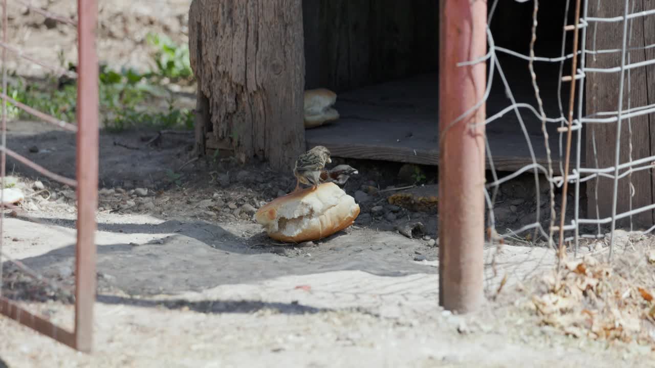 한 조각 을 고 있는 두 마리 의 새끼 새끼