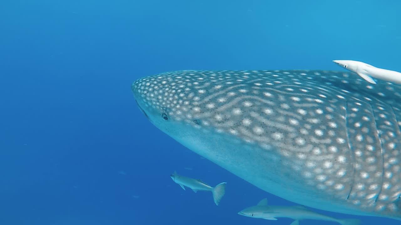 Close up of the head of a whale shark swimming through a blue ocean with several suckerfish next to it