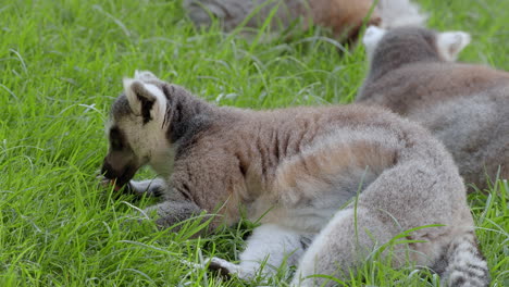 Ring-tailed-lemur-resting-on-the-grass-and-then-walking-away