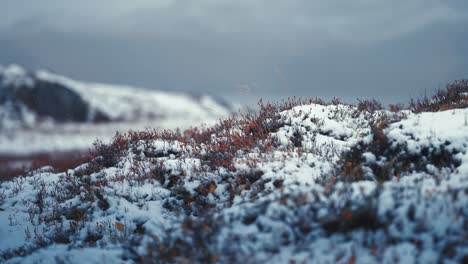 delicate snow covers the red and orange foliage of the autumn tundra, marking the seasonal transition from fall to winter