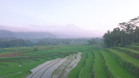 Drohnenaufnahme-Von-Wunderschönen-Grünen-Reisterrassen-Mit-Bergen-Im-Hintergrund-Im-Dorf-Kajoran,-Zentral-Java,-Indonesien