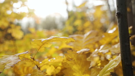 yellow leaves in the forest